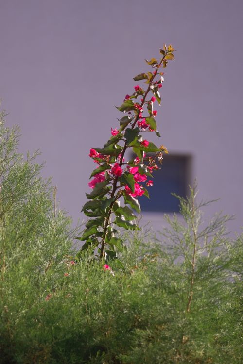 Free Colorful Bougainvillea flowers stand out against a muted backdrop, adding natural beauty. Stock Photo