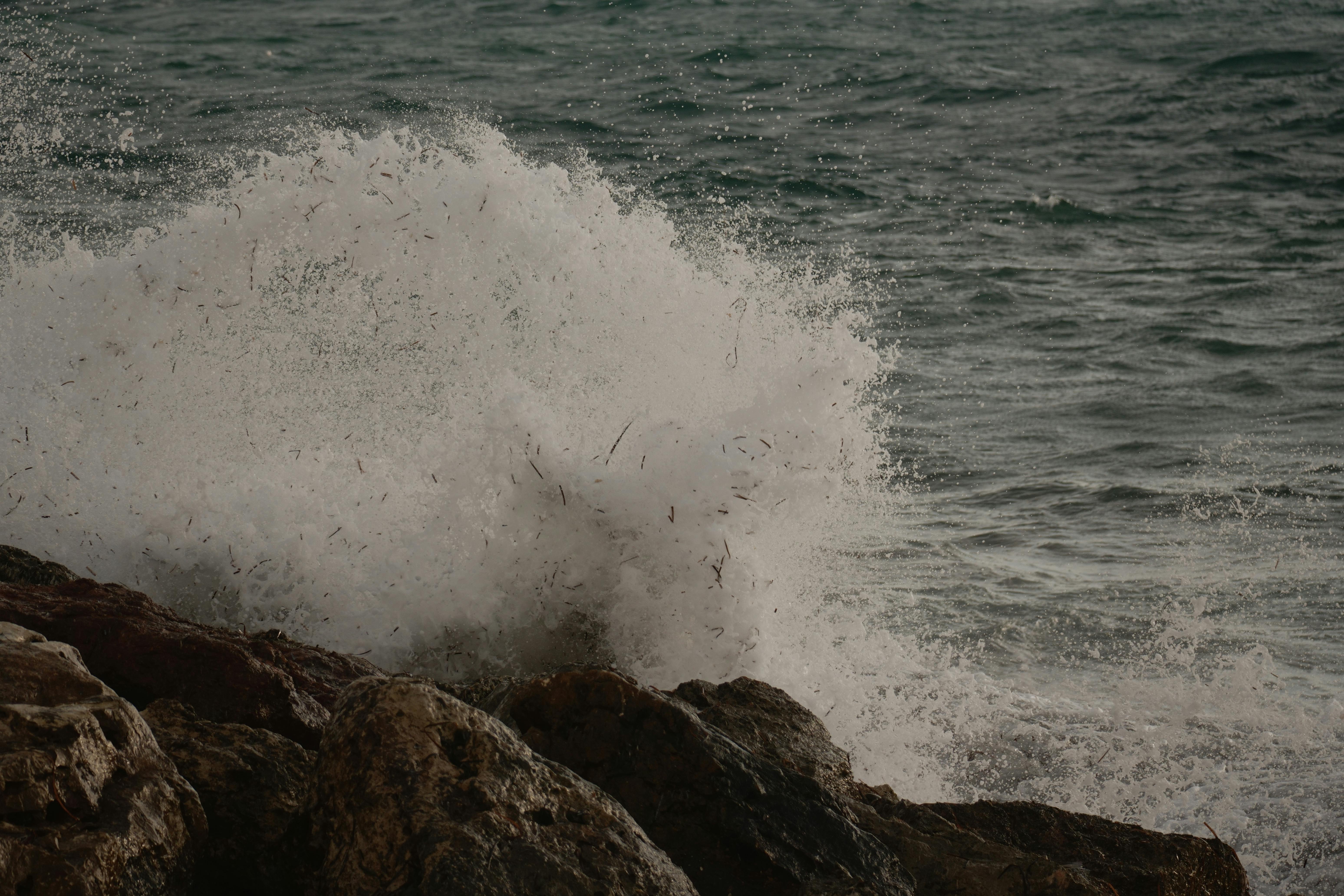 Une avancée majeure pour les océans : plus de 70 espèces de requins et raies protégées