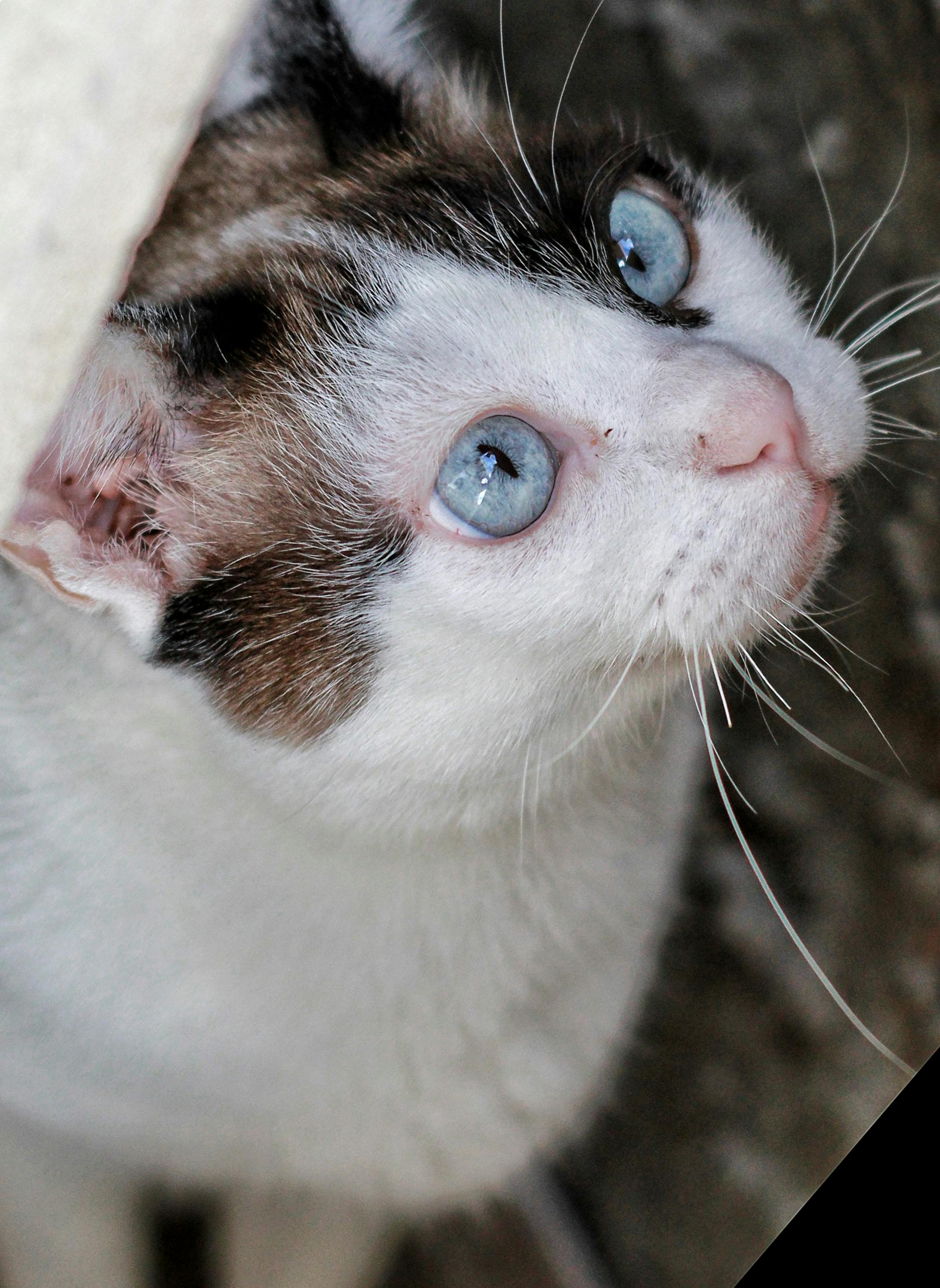 A plate of fried chicken with french fries
