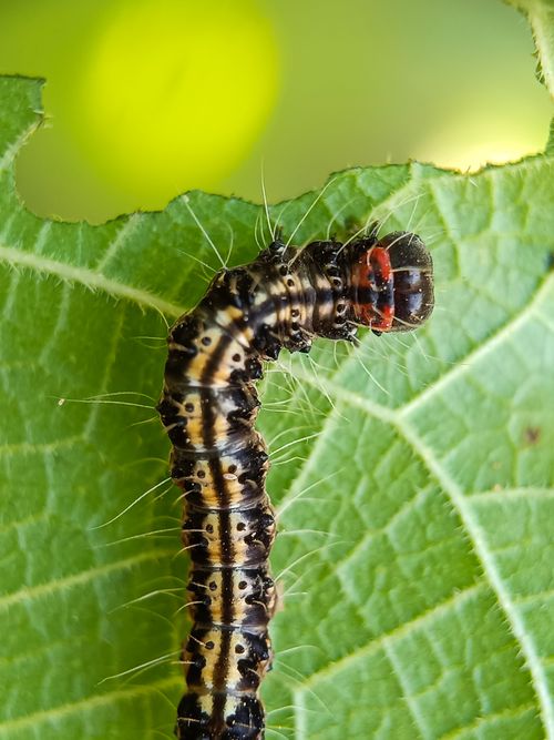 Free Macro shot of a caterpillar on a green leaf, showcasing detailed textures and vibrant colors. Stock Photo