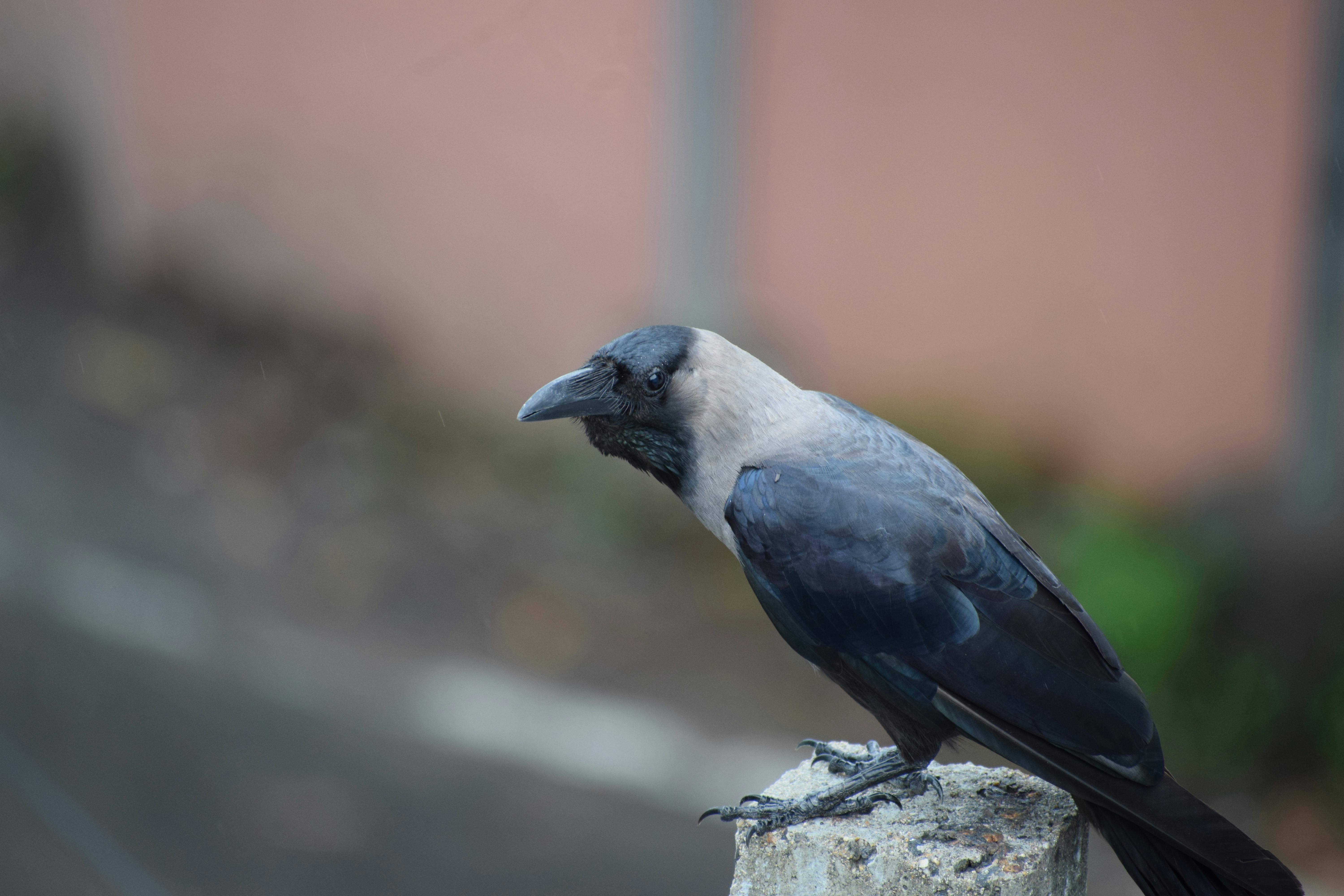 chatbots inteligentes