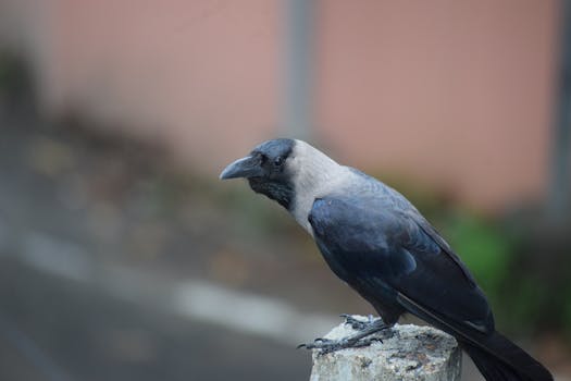 Primo piano dettagliato di un corvo domestico appollaiato su un palo di cemento con sfondo sfocato.