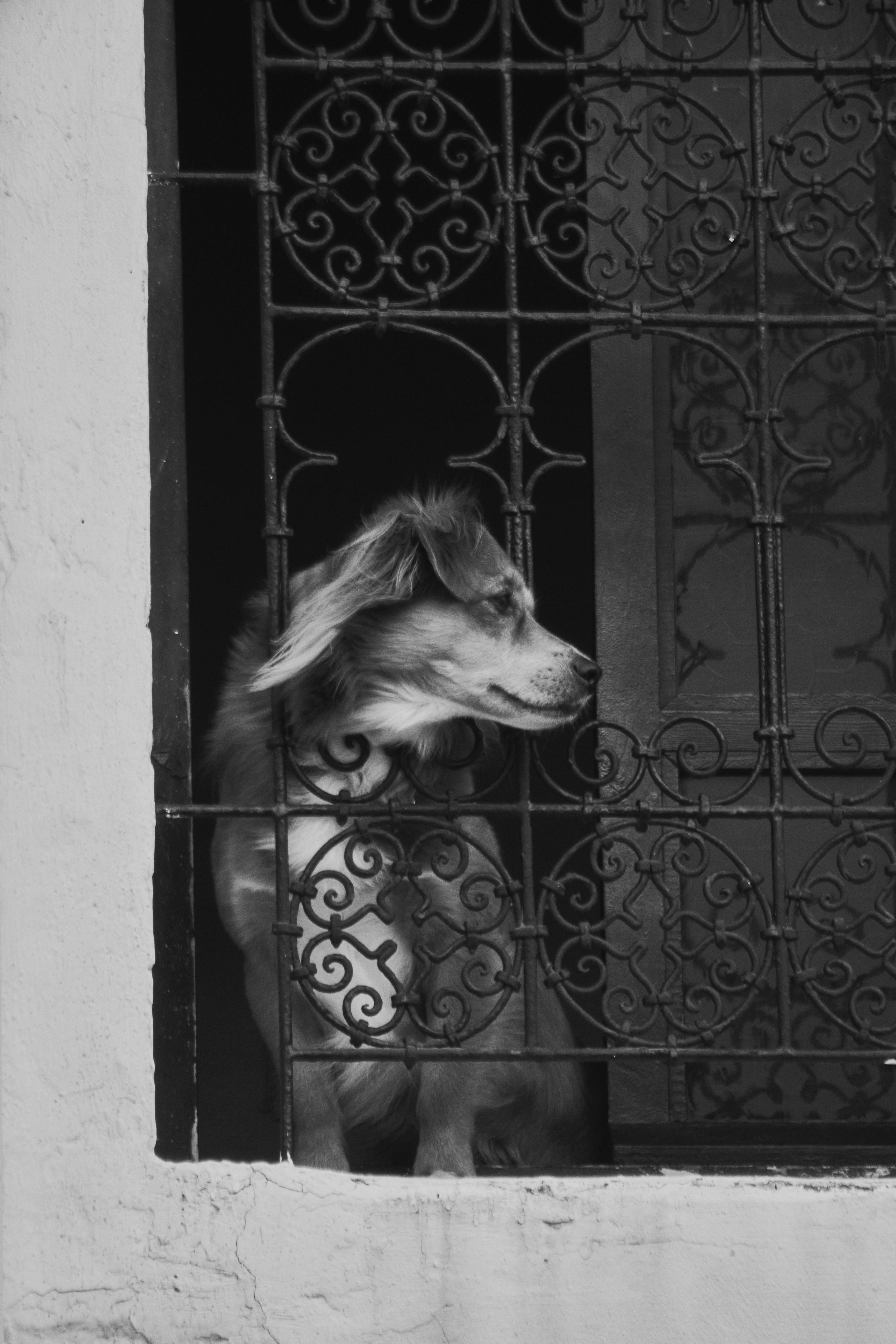 Free stock photo of africa, black and white, candid moments