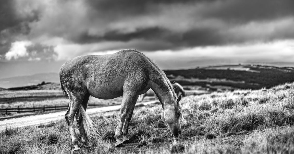 政治:高雄綠營初選提前升溫 英蘇連線硬撼新系對決完美風暴