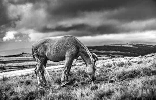 A striking black and white photo of a horse grazing under stormy skies in a meadow.
