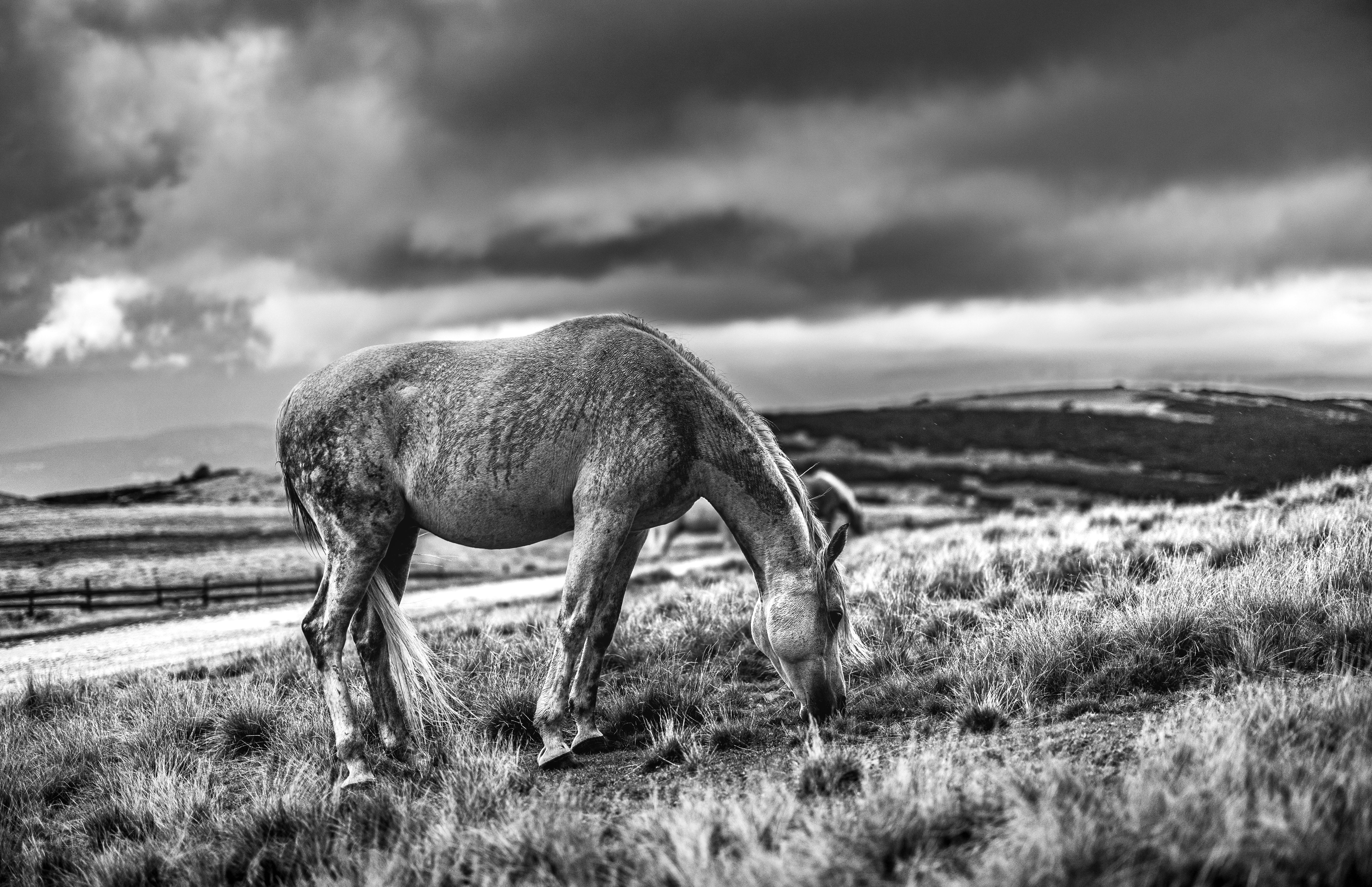 Dramatic Black and White Horse Grazing Scene · Free Stock Photo
