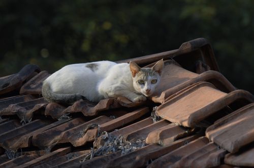 Free White cat relaxing on a traditional tile roof under the sun. Stock Photo