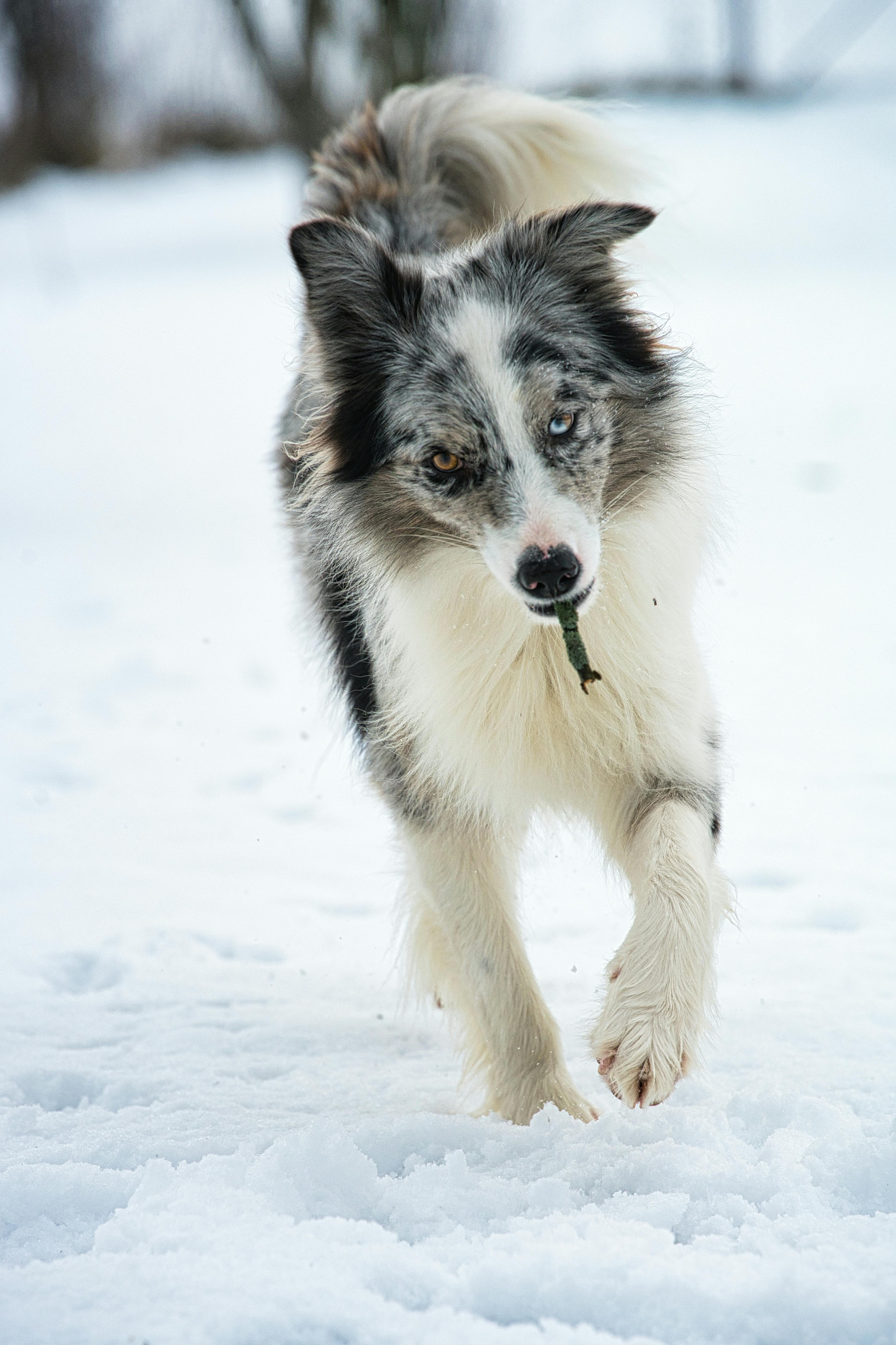 A lively Border Collie joyfully running through a snowy field during winter in Vydrník, Slovakia.