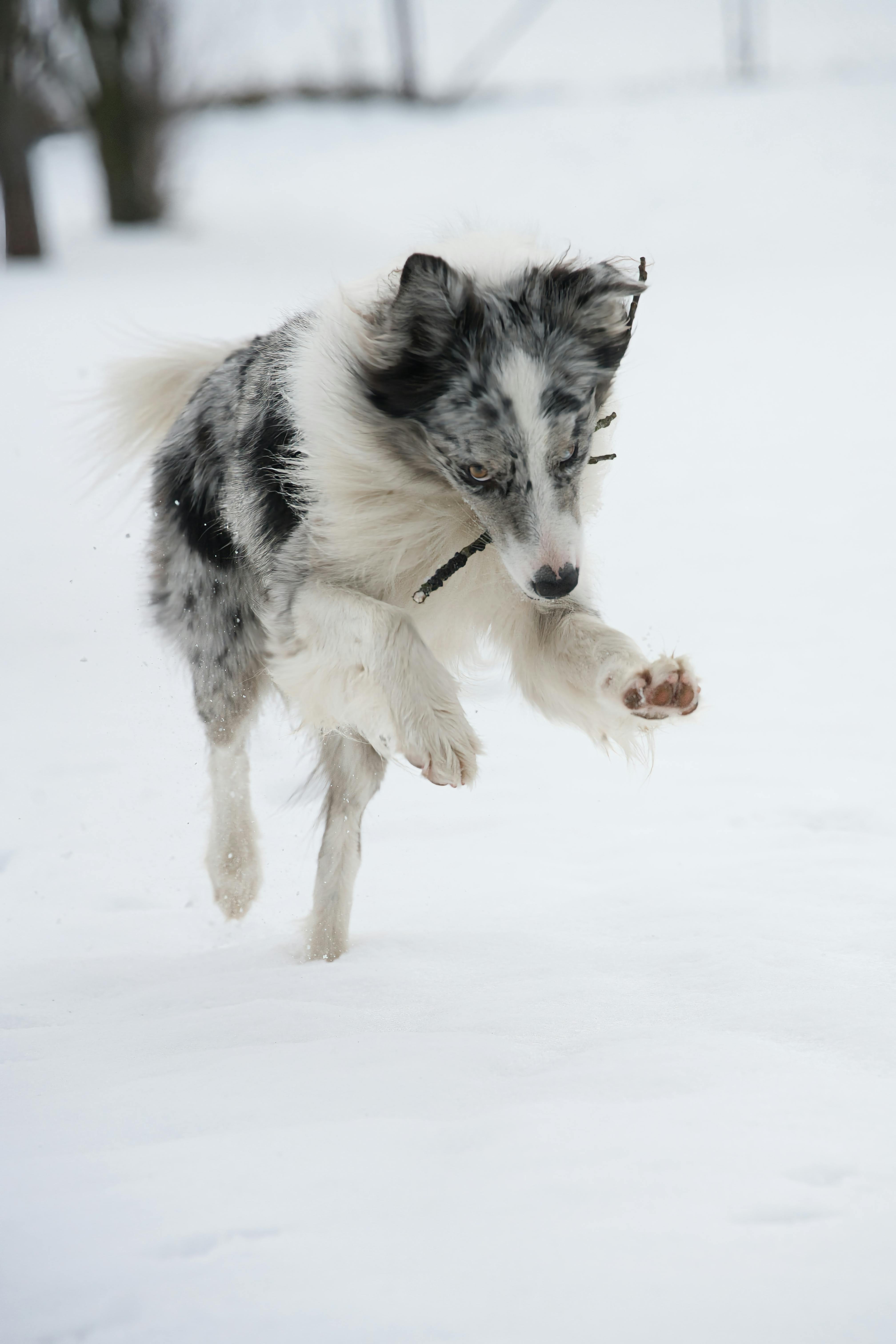 A lively Border Collie leaps through the snowy landscape, showcasing its playful nature.