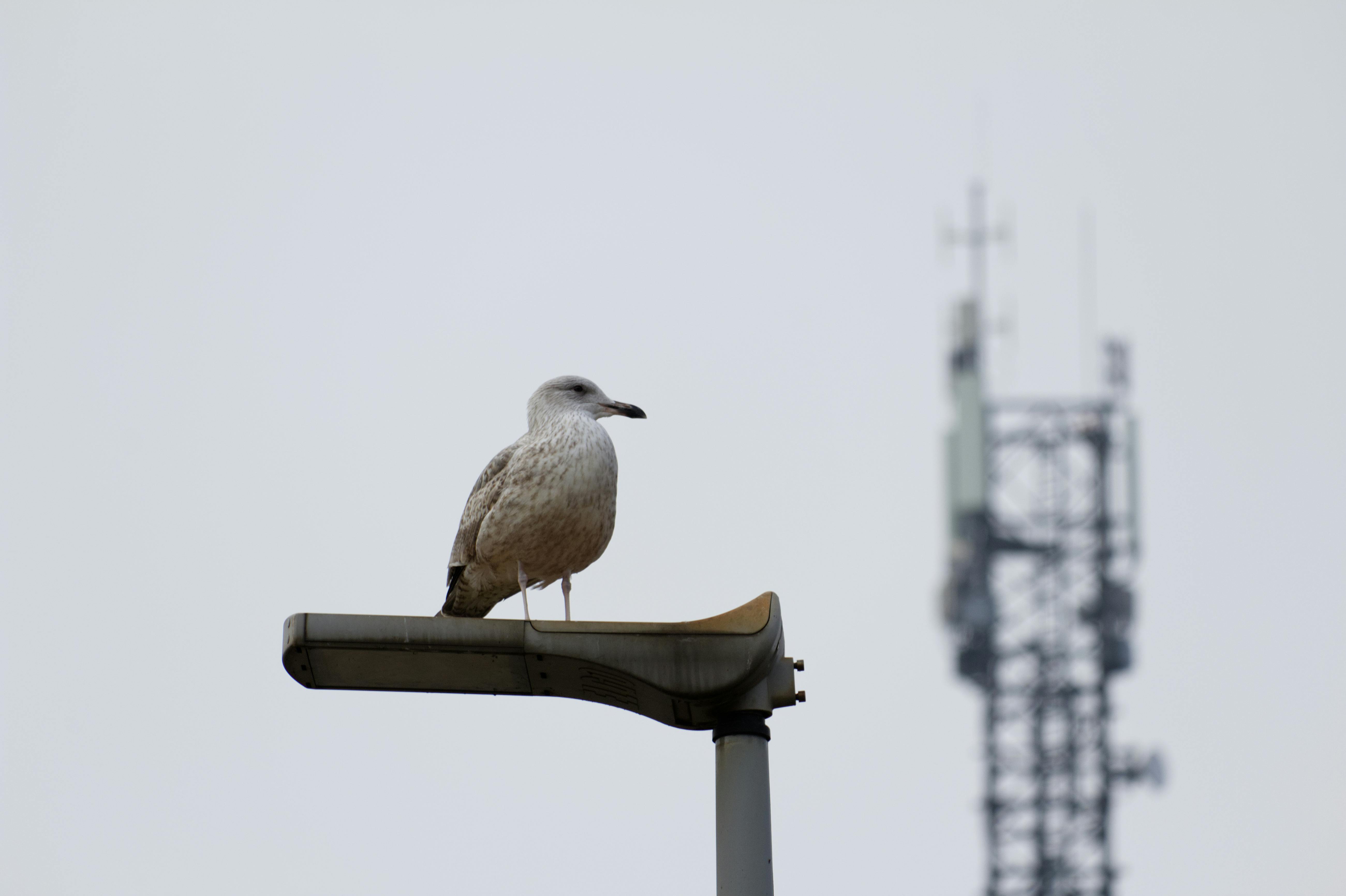 科技：保加利亞成為中國車企拓展歐洲市場的重要節點