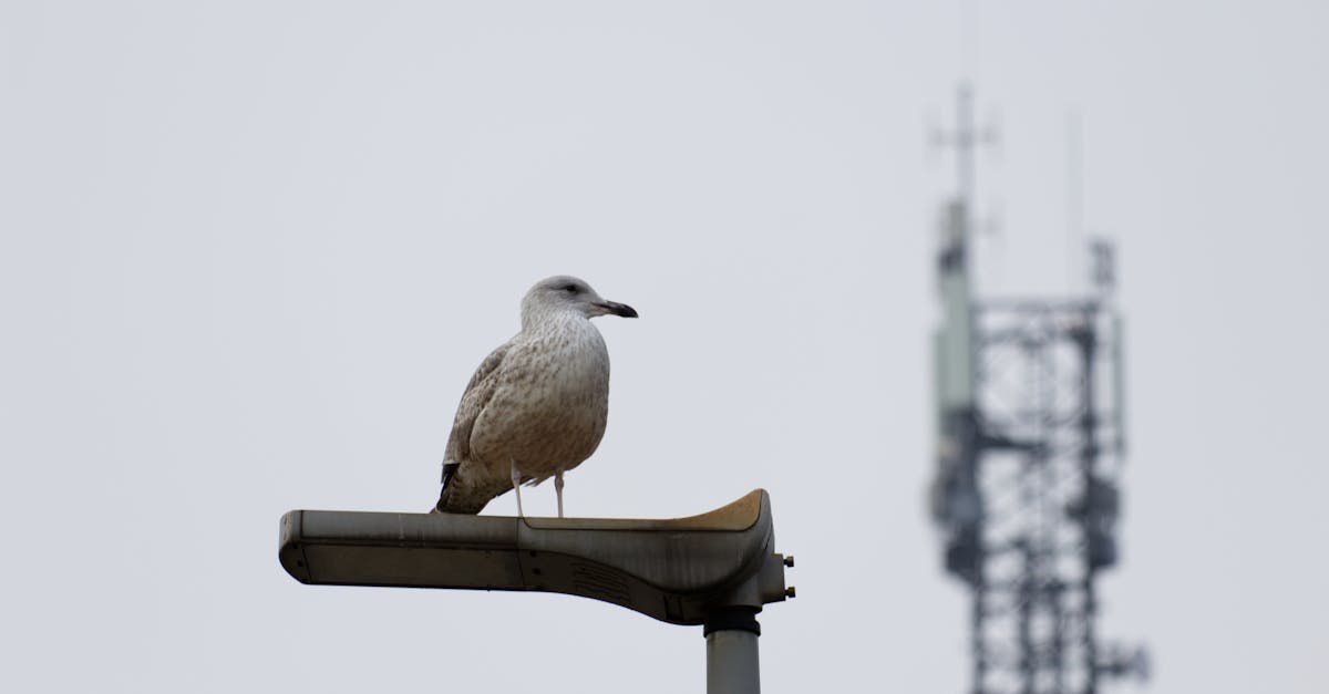 科技:保加利亞成為中國車企拓展歐洲市場的重要節點