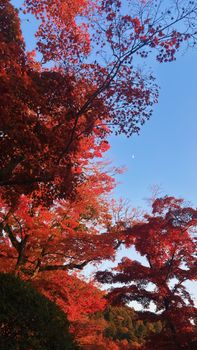 Bright red maple trees under a clear sky during autumn in Kyoto, Japan.