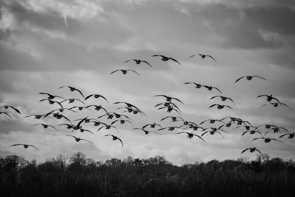 Black and white photo of a flock of birds flying over trees.