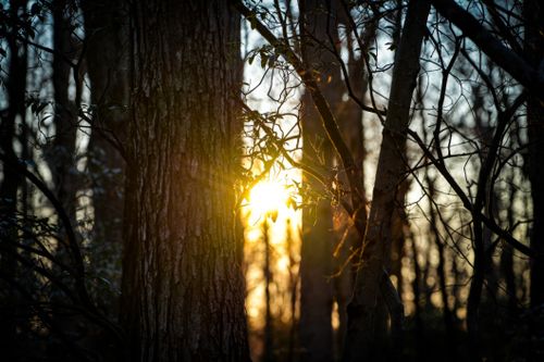 Free Captivating view of sunset through trees with warm glow, creating a serene forest scene. Stock Photo