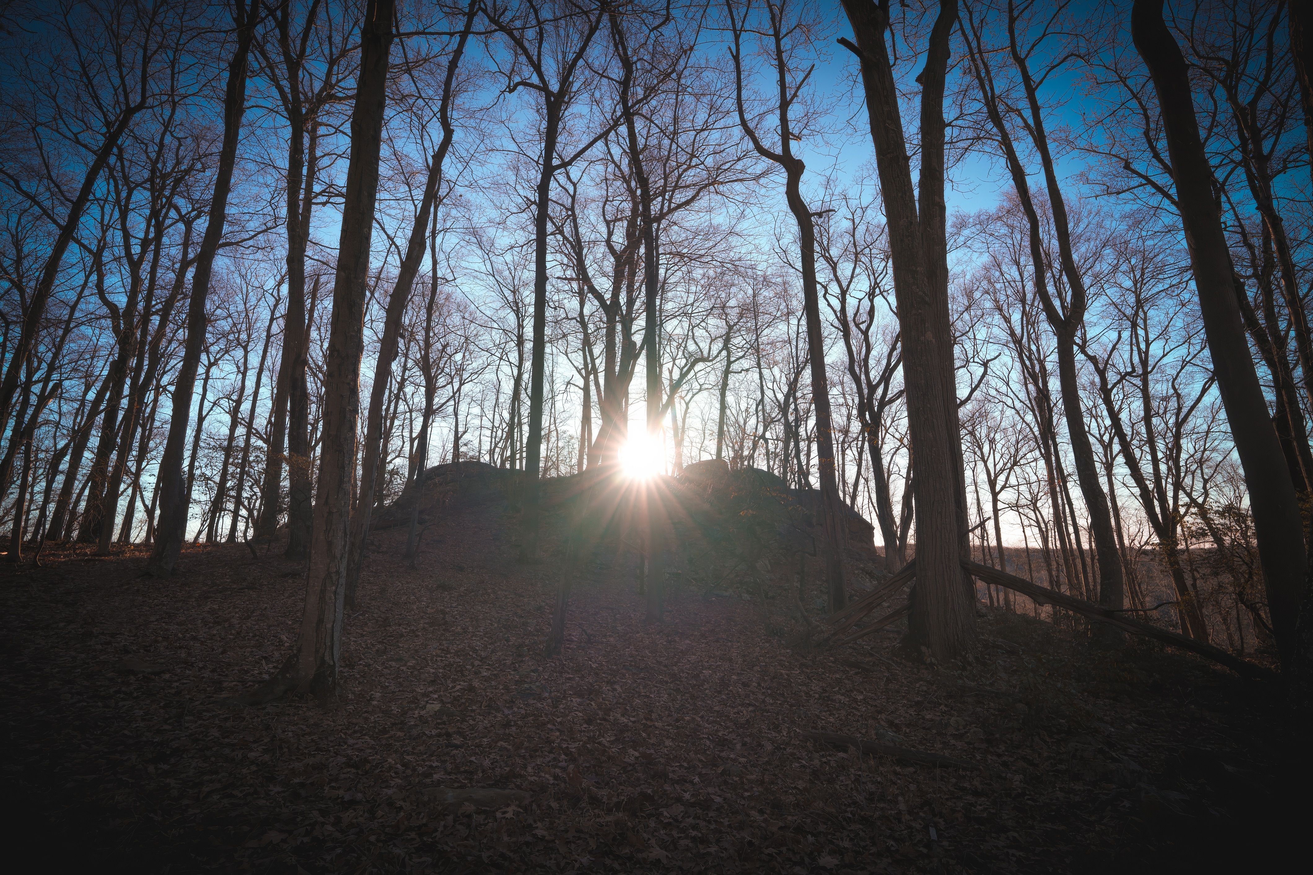 Serene Forest Sunset with Bare Winter Trees · Free Stock Photo