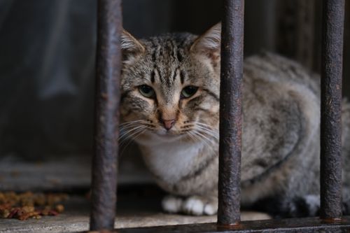 Free Stray tabby cat behind rusty bars in Istanbul, creating a somber urban scene. Stock Photo