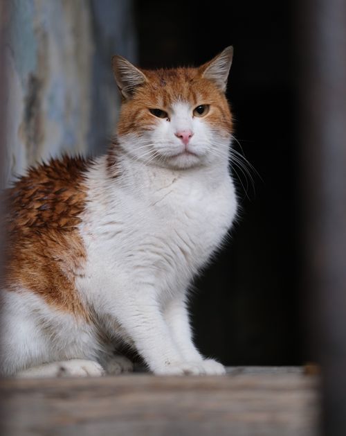 Free Portrait of a ginger and white cat in İstanbul, conveying warmth and urban charm. Stock Photo