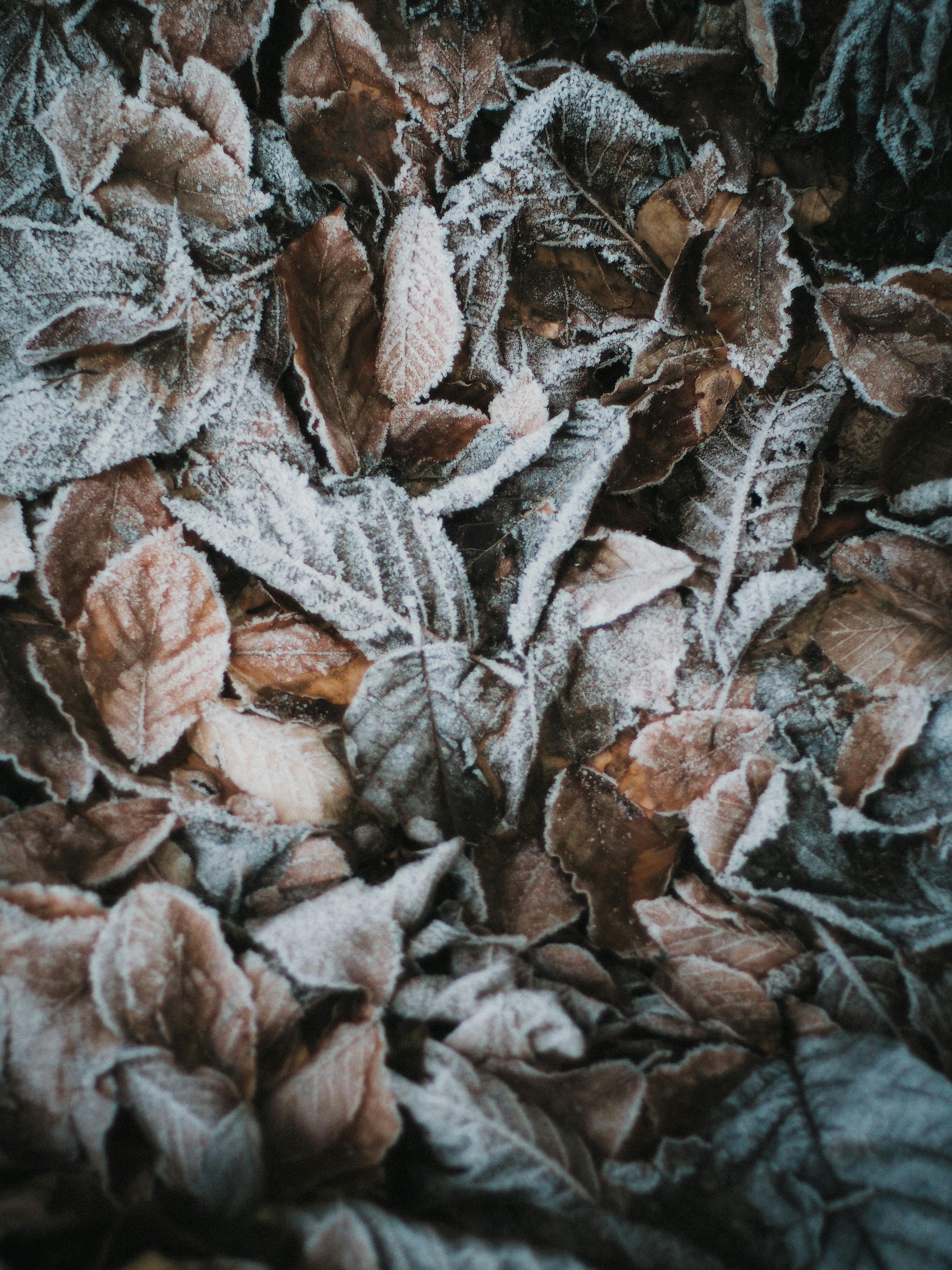 Close-up of frosted brown leaves, signaling winter's arrival.