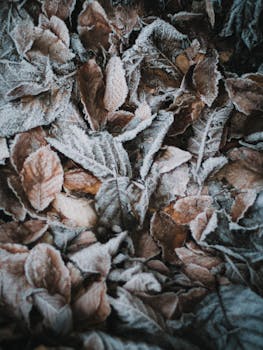 Close-up of frosted brown leaves, signaling winter's arrival.