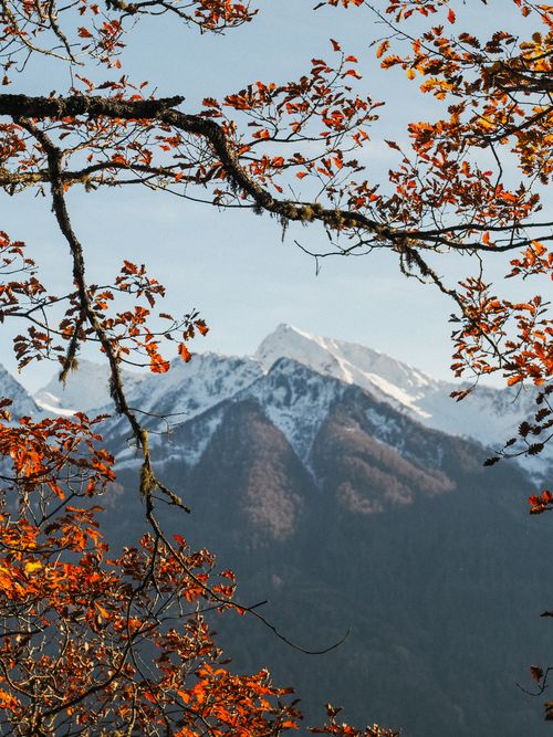 Free Snow-covered mountains with vibrant autumn leaves in the foreground. Stock Photo