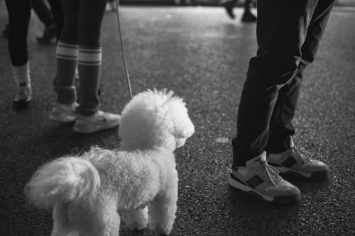 Free Black and white street photo capturing a Bichon Frise dog and people's legs. Stock Photo