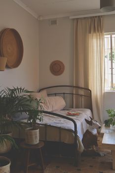 Inviting guest room featuring a daybed, indoor plants, and a relaxed bull terrier.