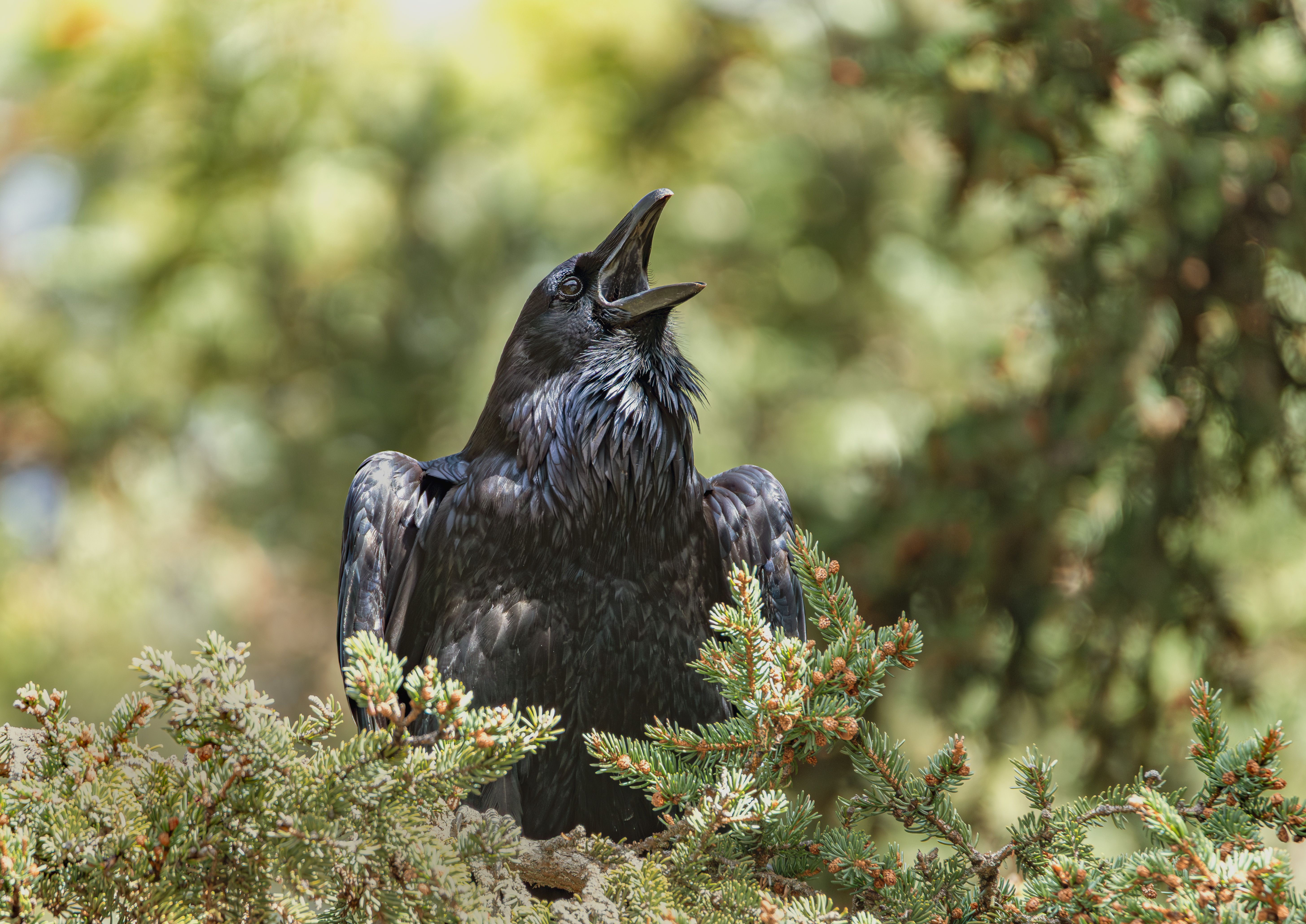 Close-up of a raven perched on branches in Jasper National Park, Alberta.