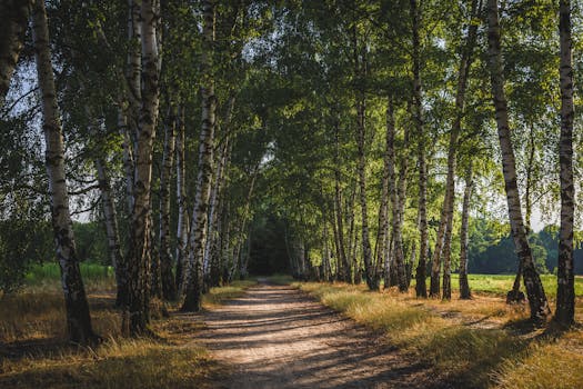 Quiet forest path with birch trees in Warsaw's lush park during a sunny day.