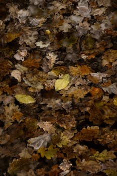 Image by Anna Klymenko