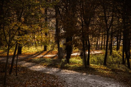 Free A serene autumn forest path surrounded by trees with sunlight filtering through the leaves. Stock Photo