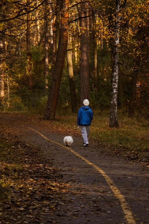 Free A person walks a dog on a forest path during autumn with colorful foliage. Stock Photo