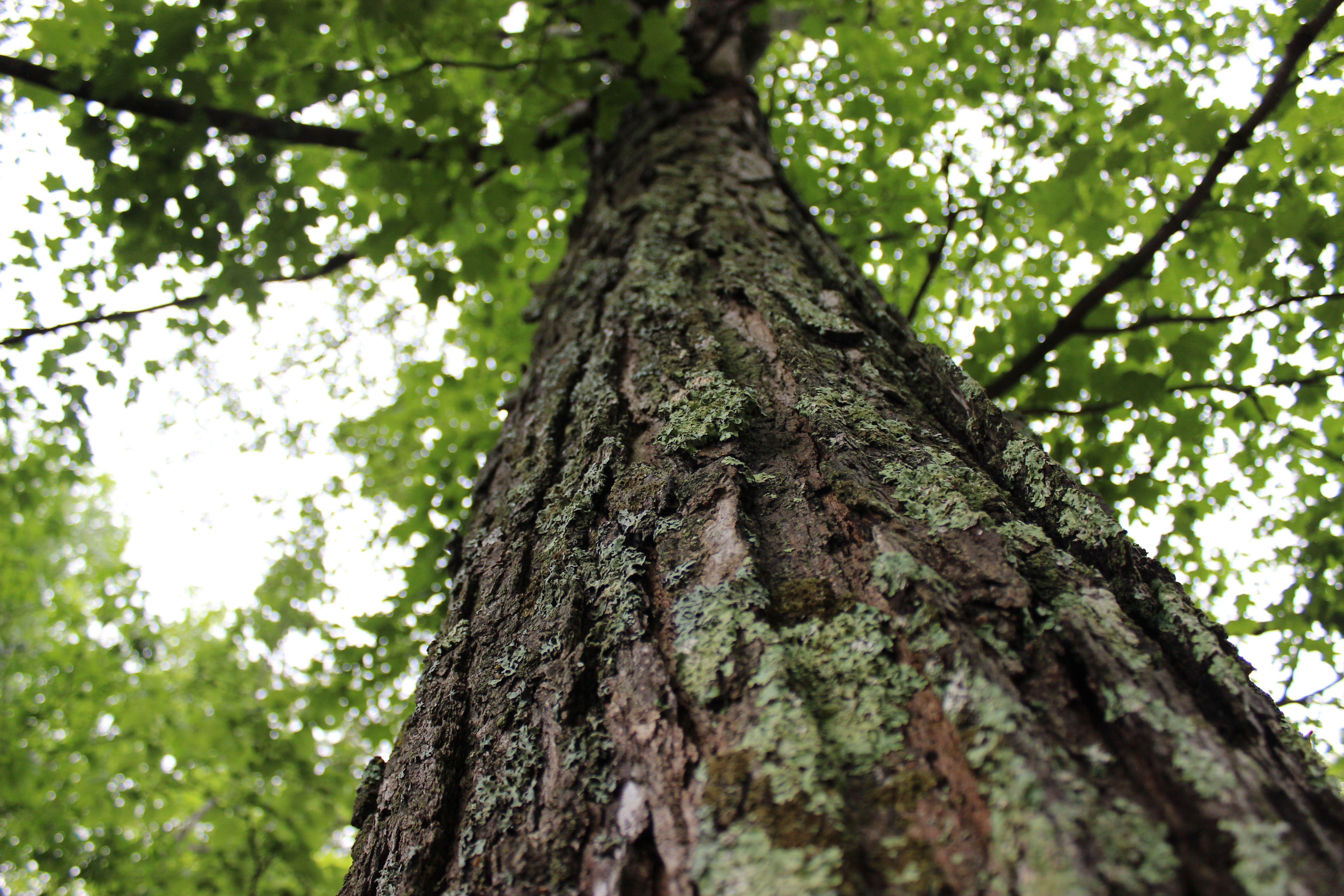 Close-up of Tree Trunk with Lichen in Forest · Free Stock Photo