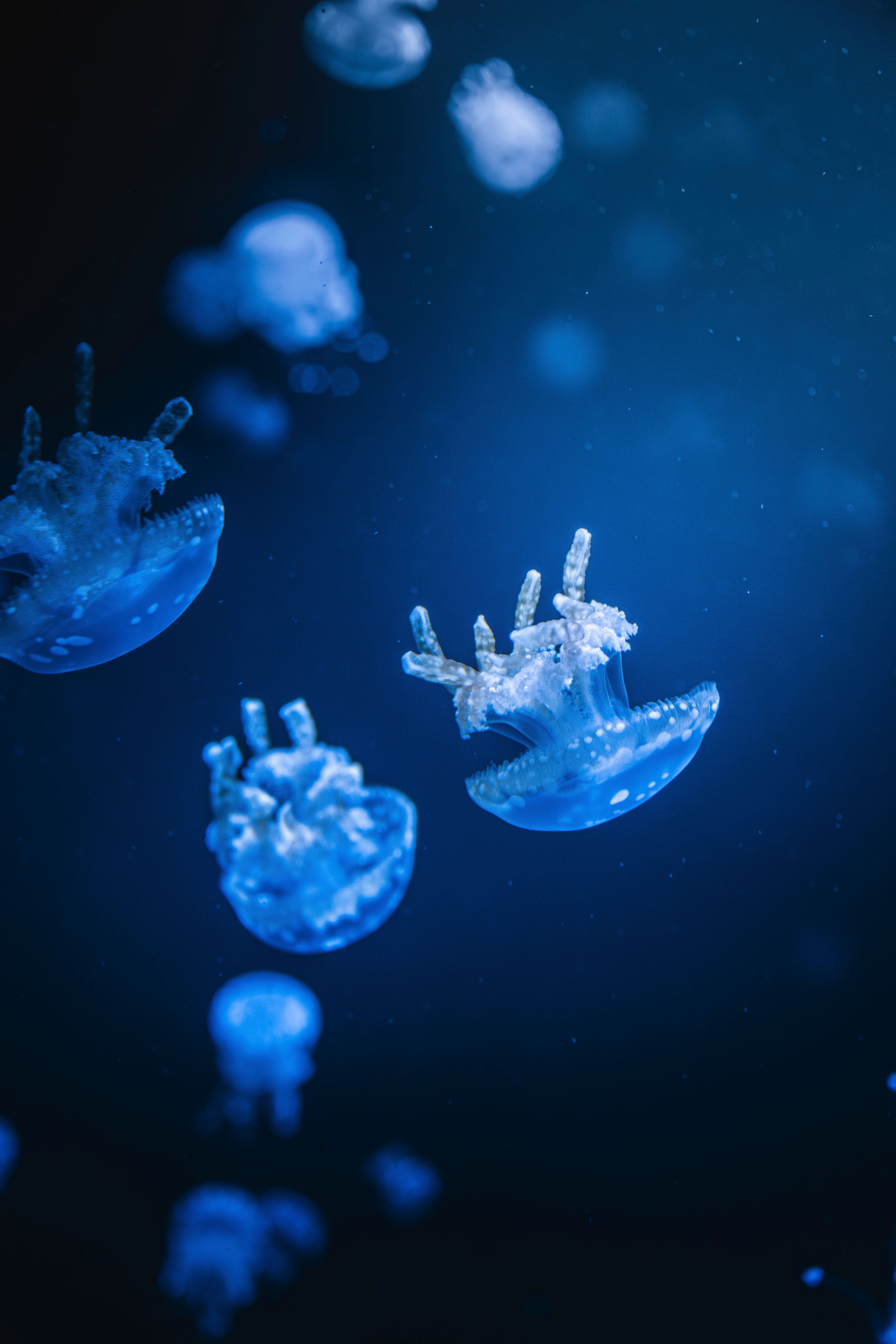 Bioluminescent jellyfish drifting in deep blue water