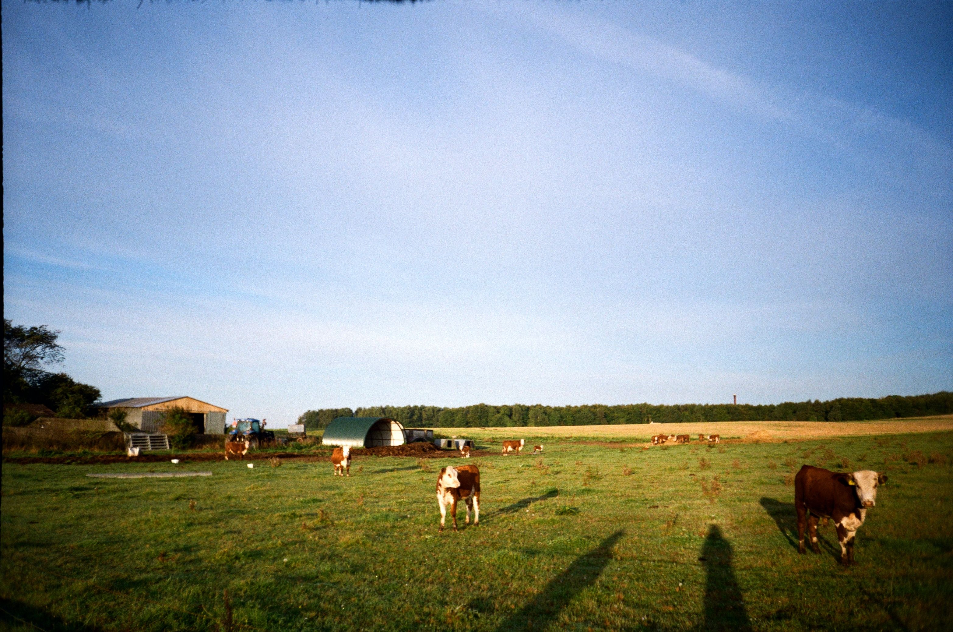 Bauernhoftiere
