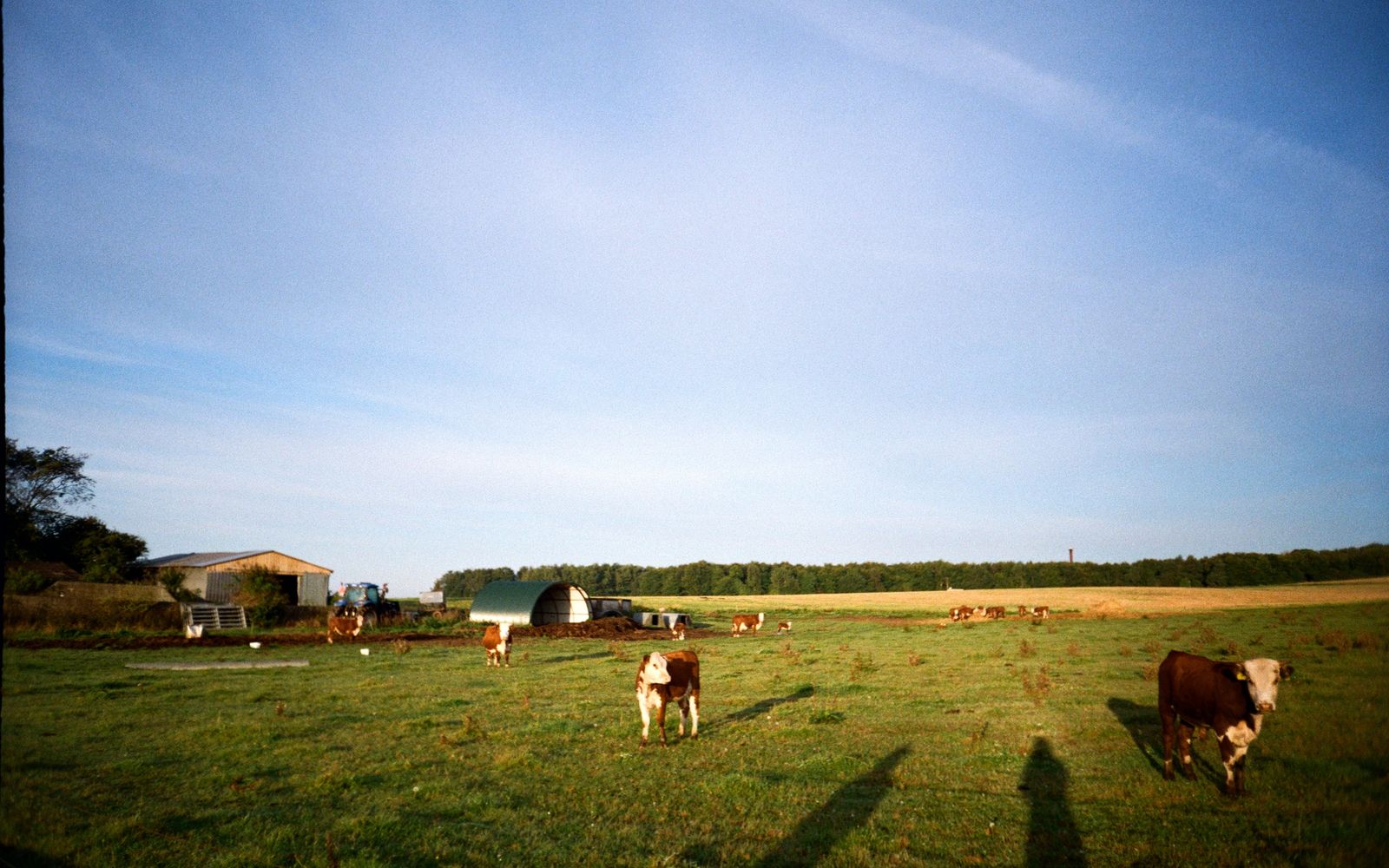 Farm Animals