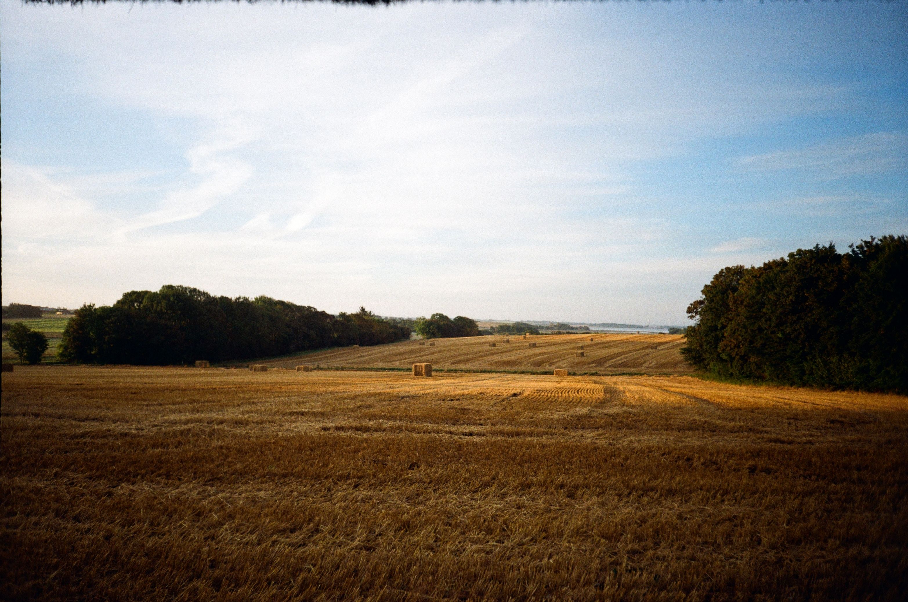 A serene view of a golden field on Fur Island, Denmark, under a bright blue sky.