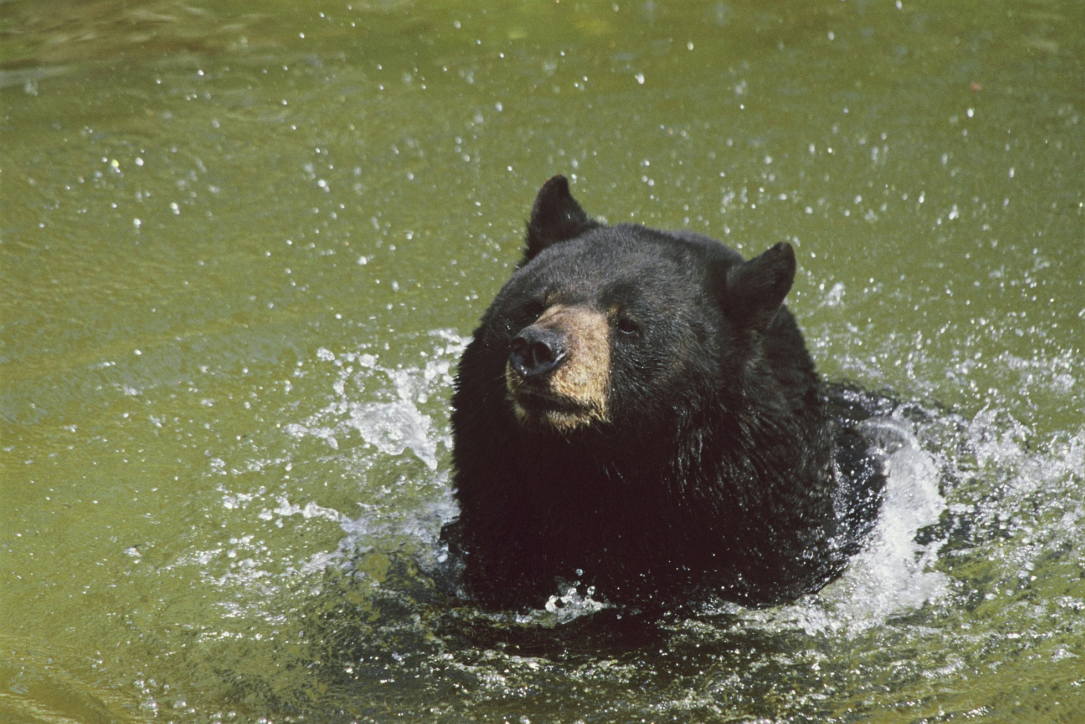 Majestic black bear captured splashing in a Minnesota pool on a summer day.