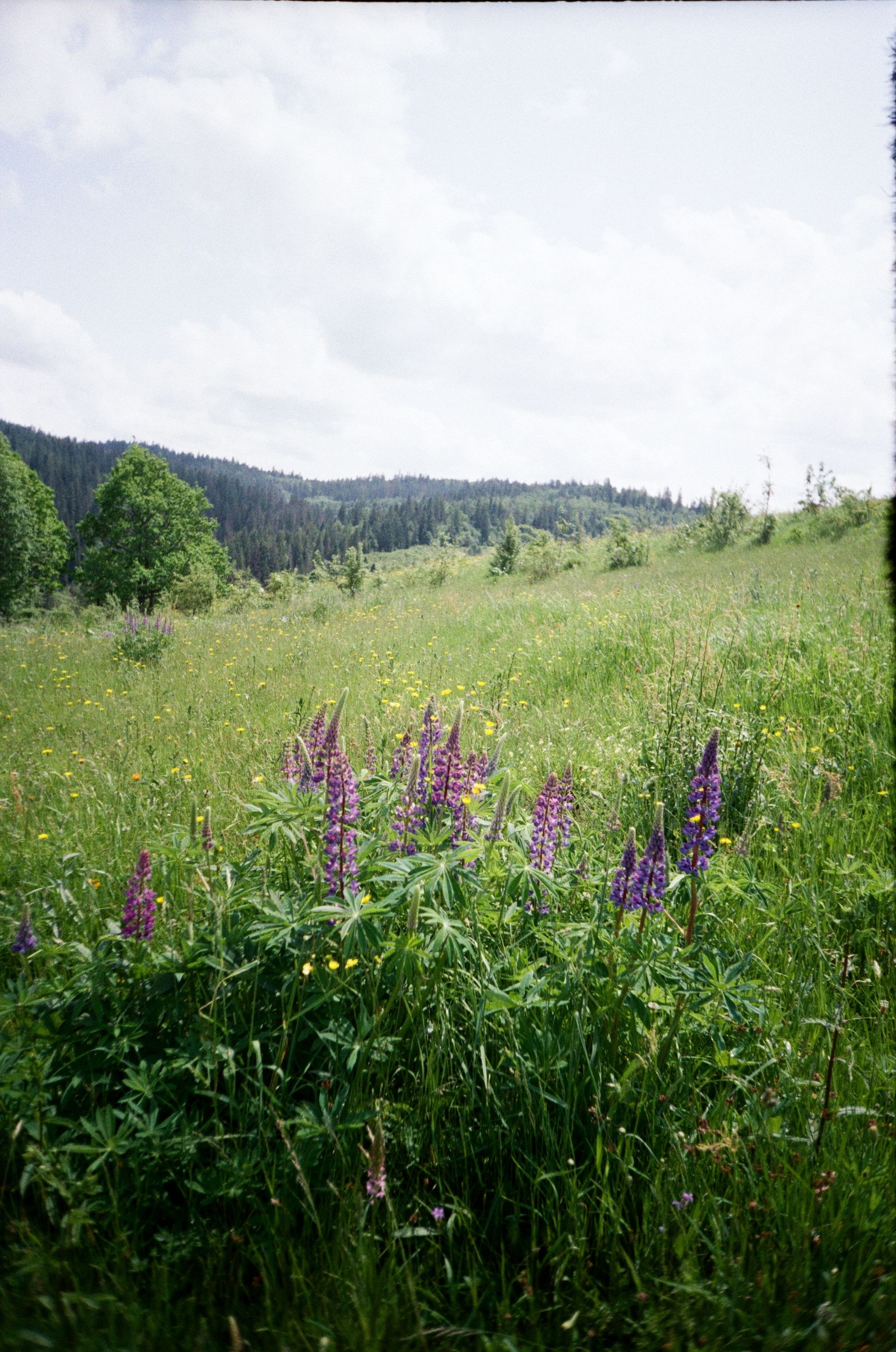 Lush Green Meadow with Purple Wildflowers in Summer · Free Stock Photo