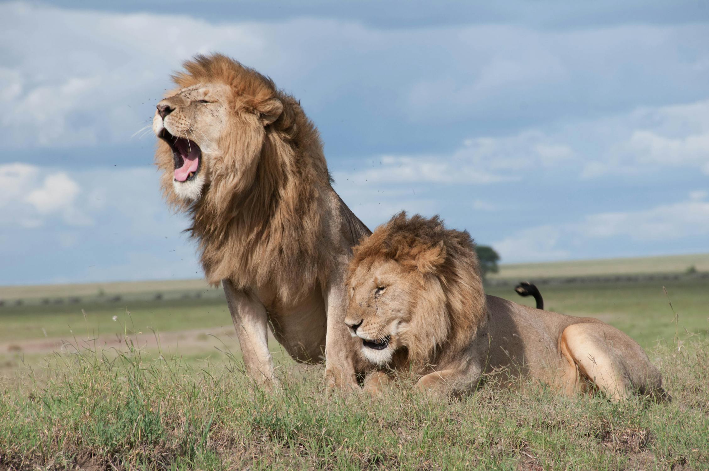 two lions in a field, one lying down, another sitting upright and yawning
