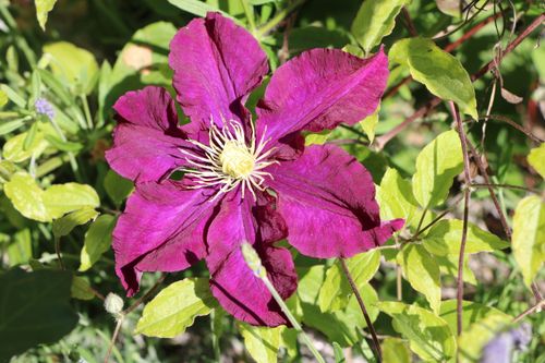 Free Bright purple clematis flower with lush green leaves, captured in a sunlit garden. Stock Photo