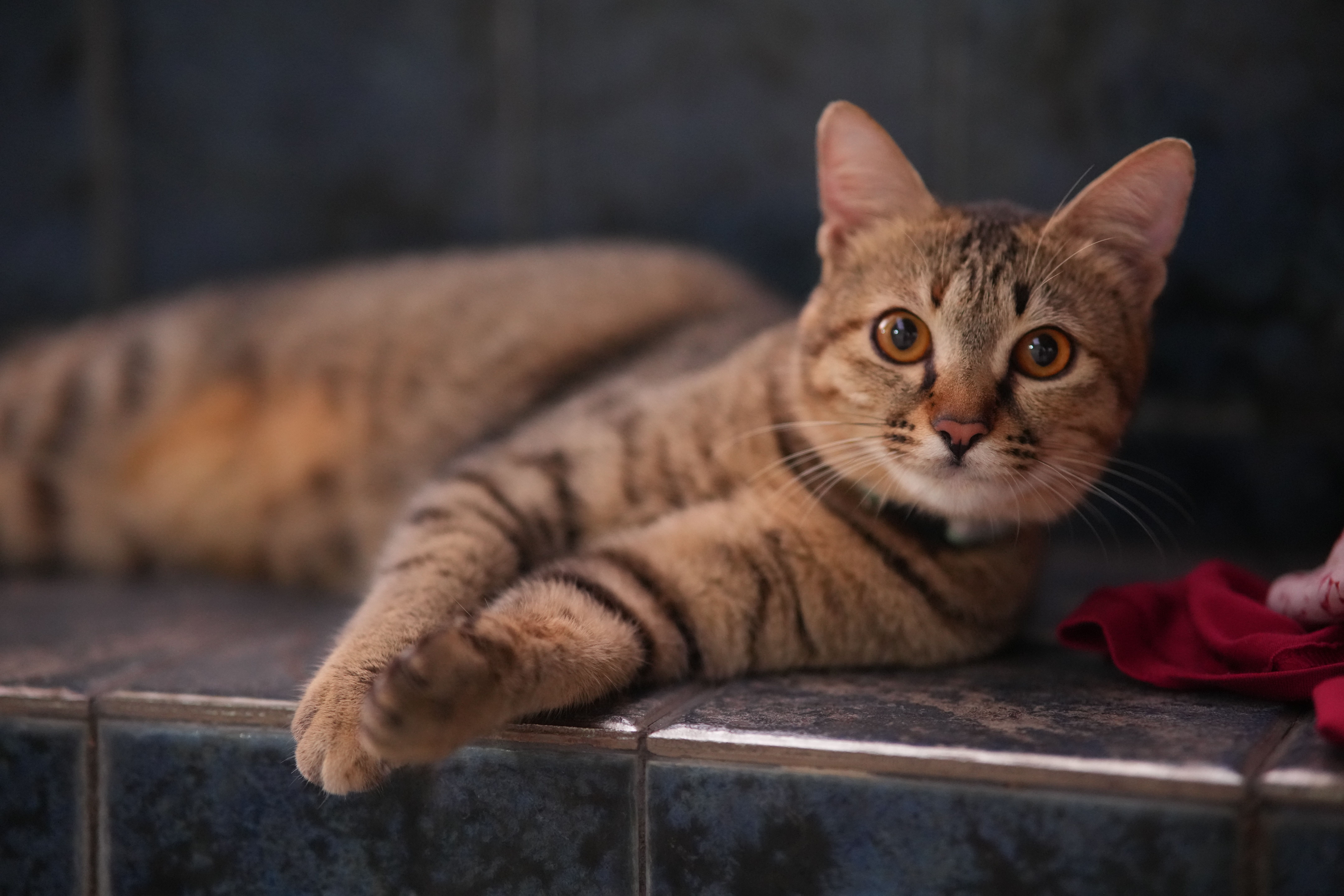 A relaxed tabby cat lounging indoors on a tiled surface, showing curious eyes.
