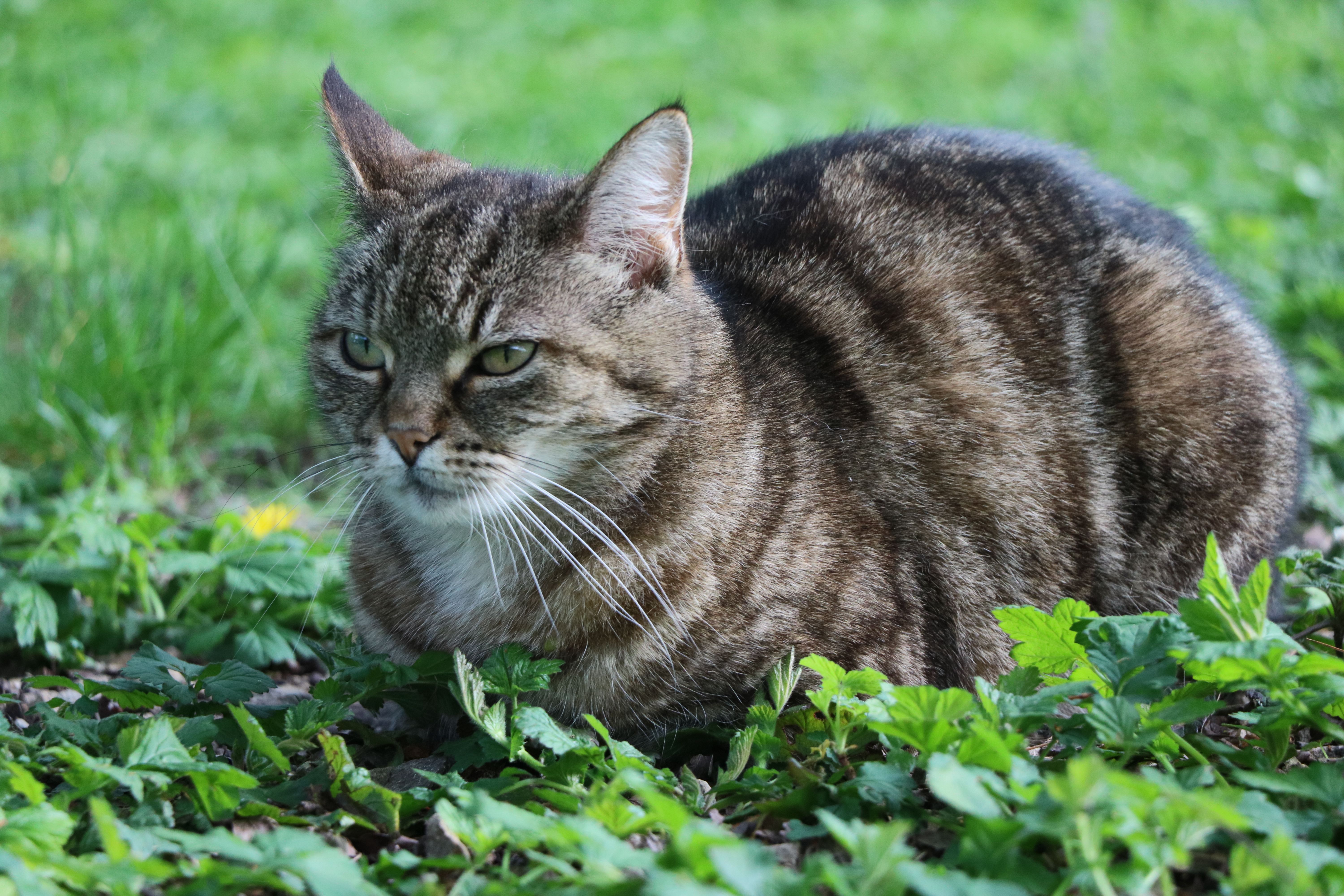 Close-up of a Tabby Cat Sitting on Grass Outdoors · Free Stock Photo
