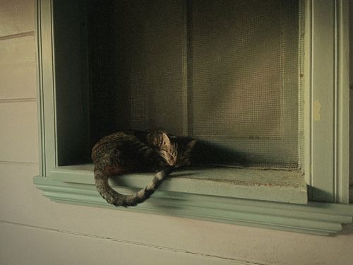 Free A brown tabby cat peacefully sleeps in a classic wooden window in İstanbul, Türkiye. Stock Photo