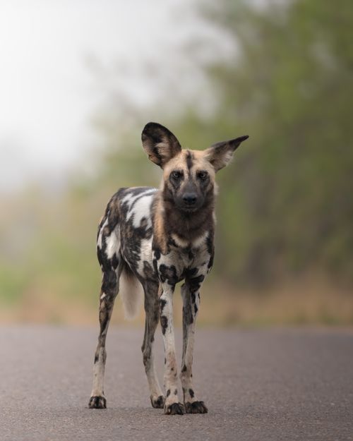 Free African wild dog standing on a road in South Africa's savanna. Stock Photo