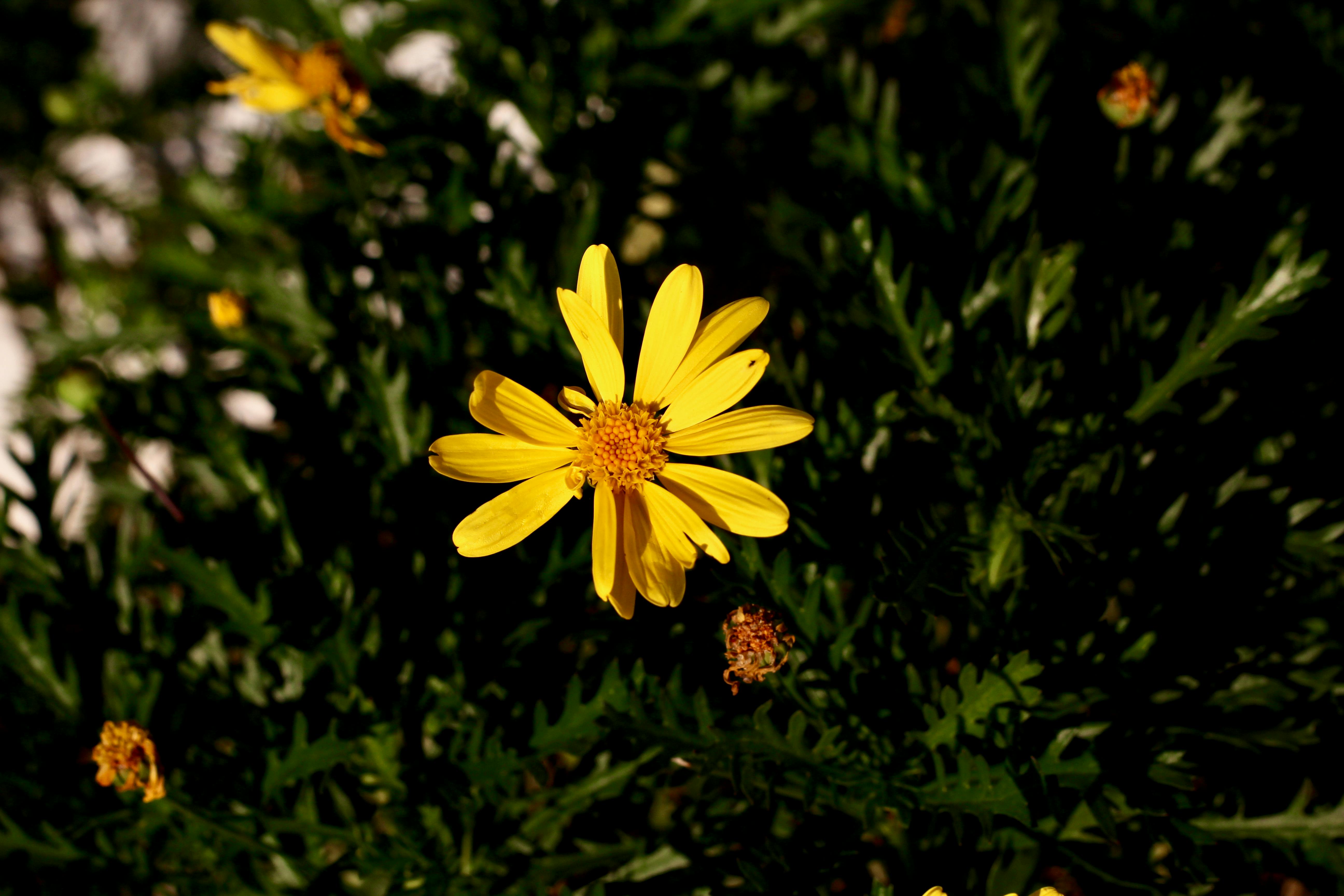 台中國際花毯節閉幕人氣爆棚 飛天小女警主題吸睛再創國際獎項紀