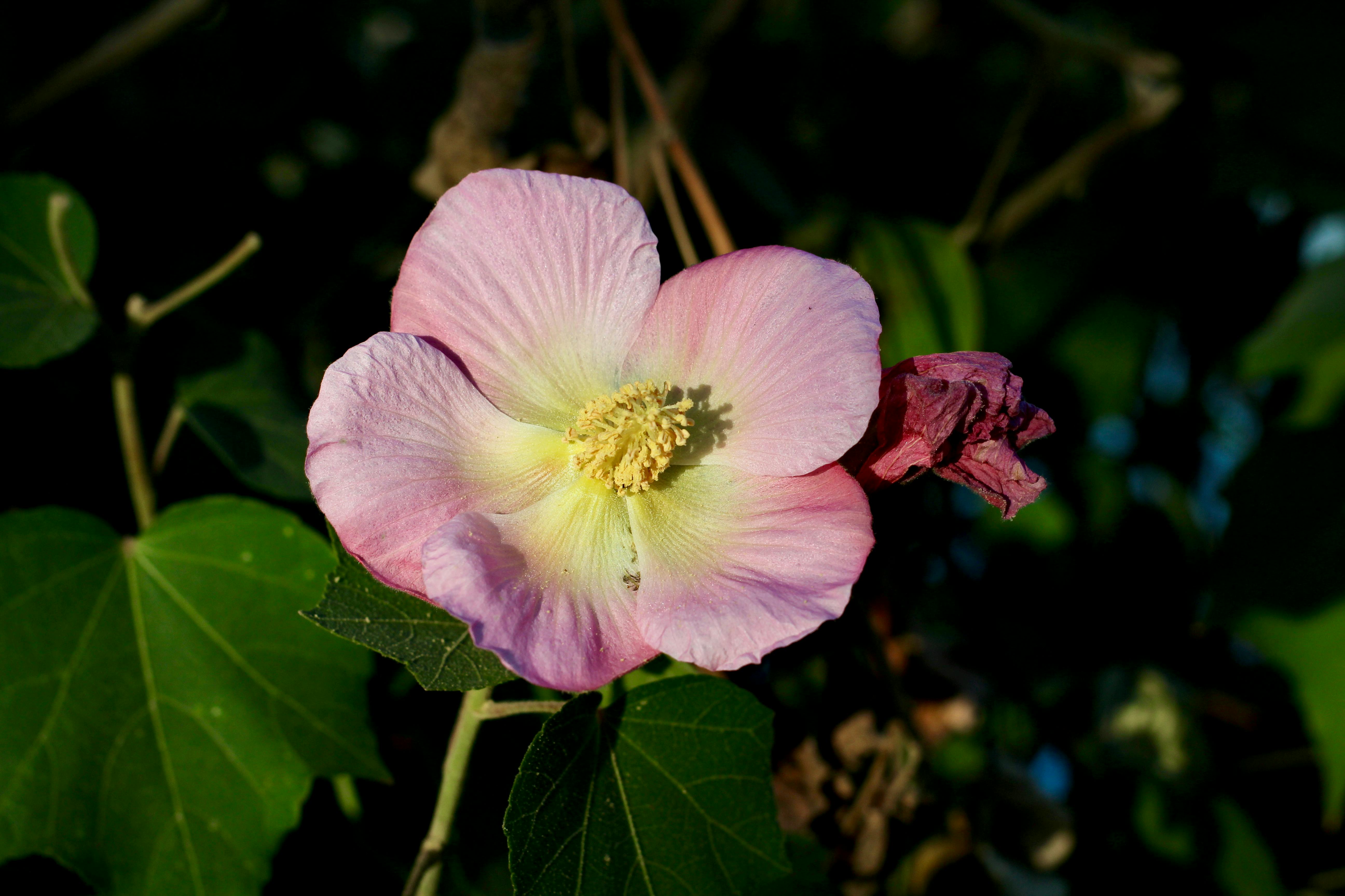 台中國際花毯節閉幕人氣爆棚 飛天小女警主題吸睛再創國際獎項紀