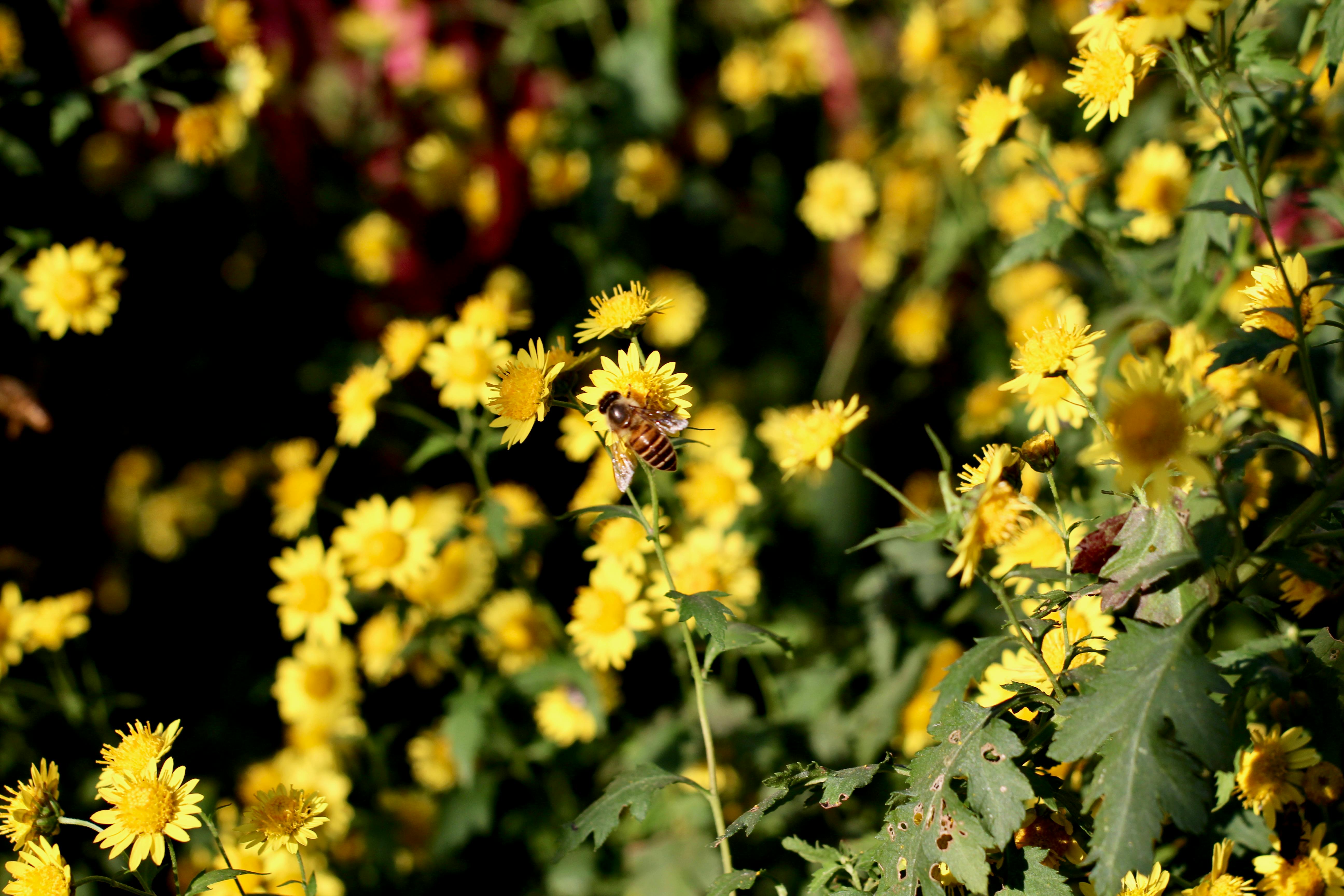 台中國際花毯節閉幕人氣爆棚 飛天小女警主題吸睛再創國際獎項紀