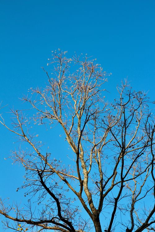 Free A leafless tree stands prominently against a bright blue sky, conveying simplicity and clarity. Stock Photo