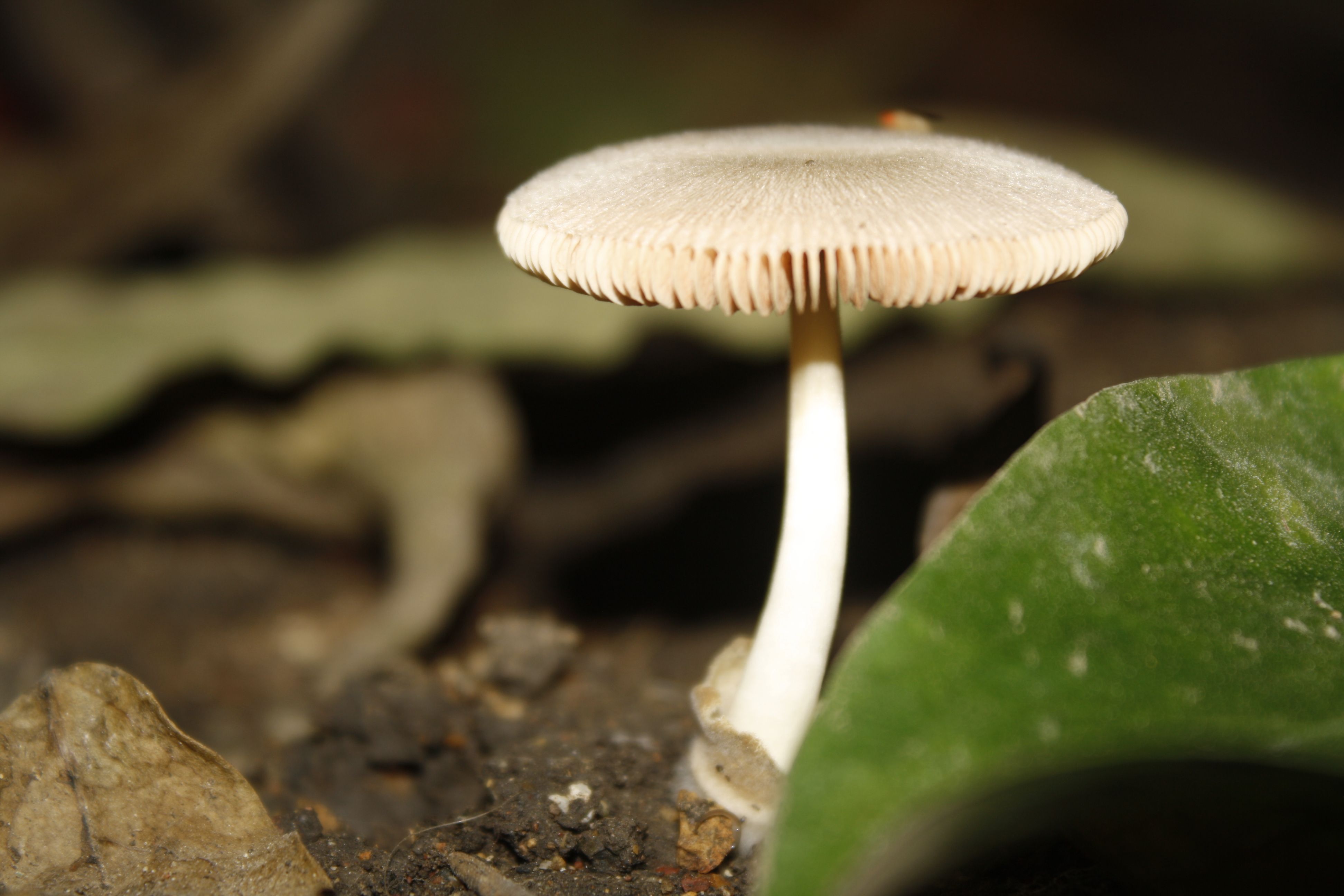 Detailed close-up of a wild mushroom in a forest setting, showcasing natural beauty.