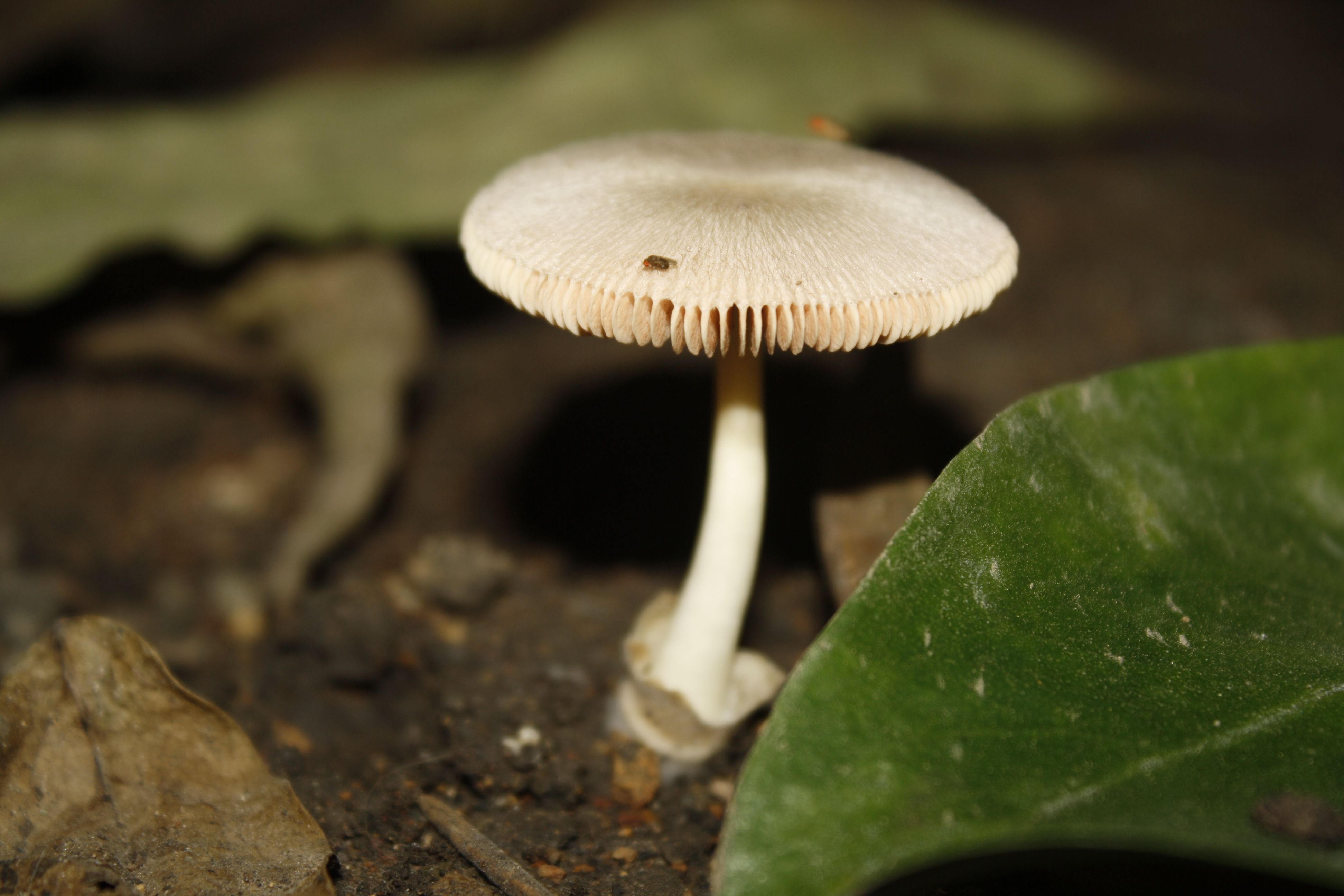 Detailed view of a brown mushroom emerging from forest soil, surrounded by leaves.